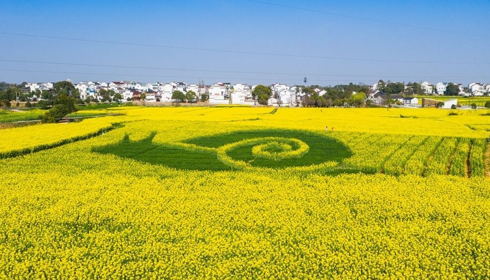 高淳桠溪国际慢城油菜花地蜗牛图