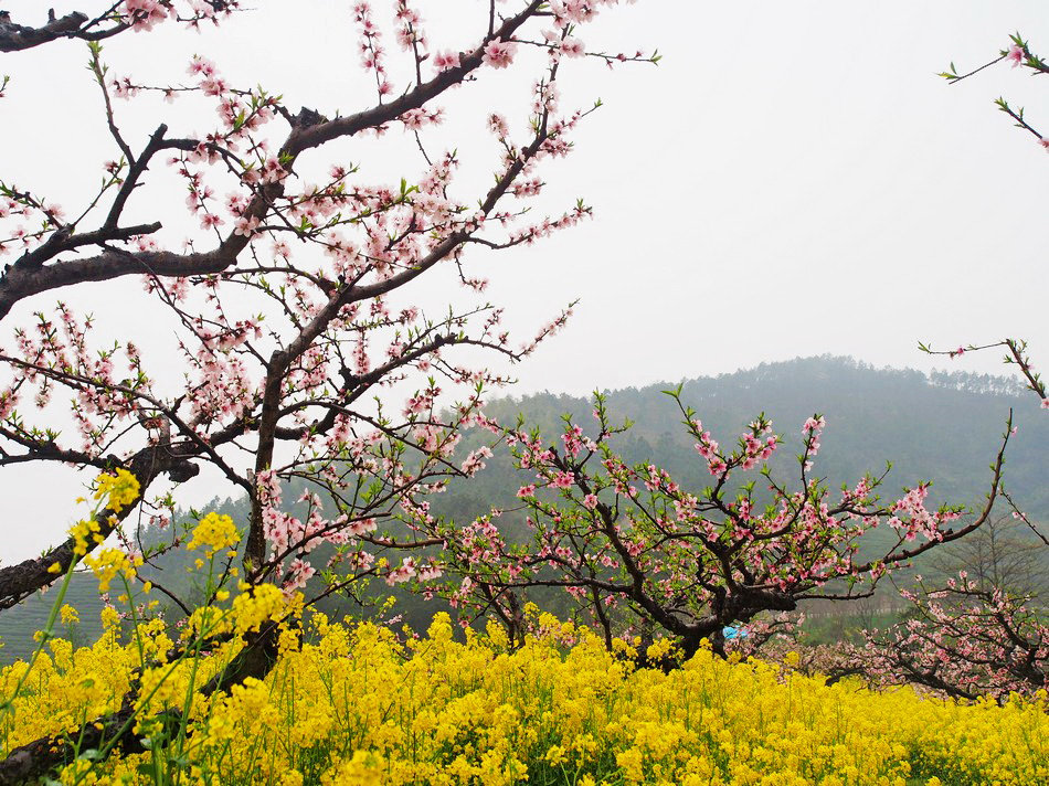 春染城山沟,人面桃花映山红_长兴城山沟游记_途牛