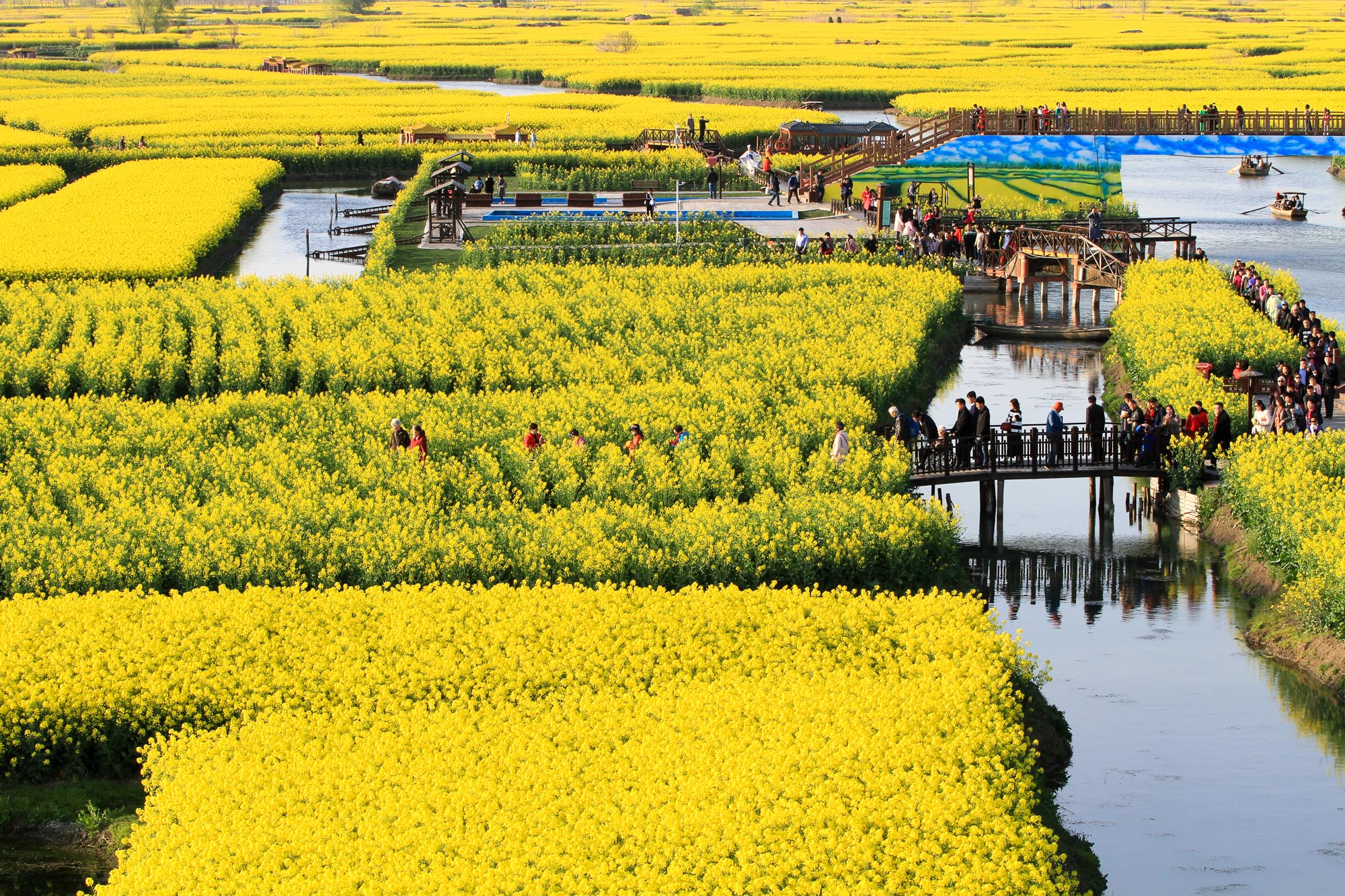 兴化千垛菜花风景区        