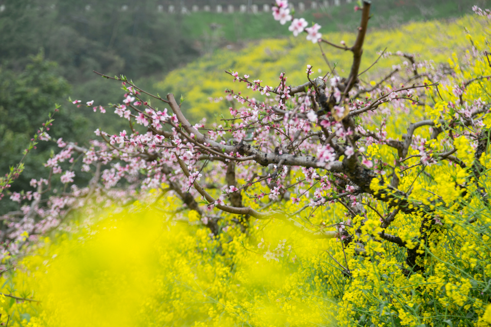 周末自驾湖州城山沟,看满山桃花,品农家美味