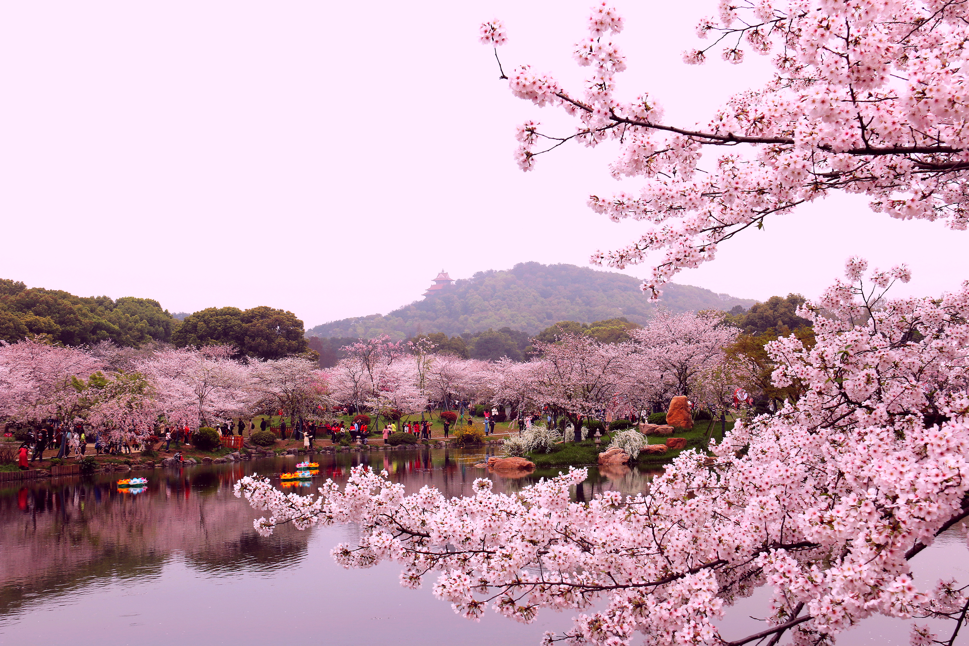 邂逅光影婆娑画廊沐浴樱花雨武汉东湖磨山樱花园