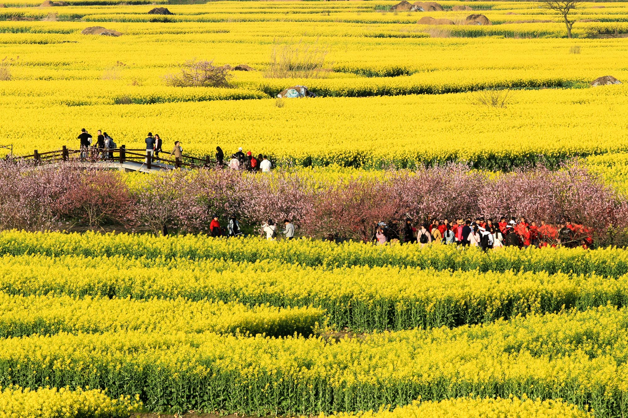 阳春三月 自驾江南赏花之旅