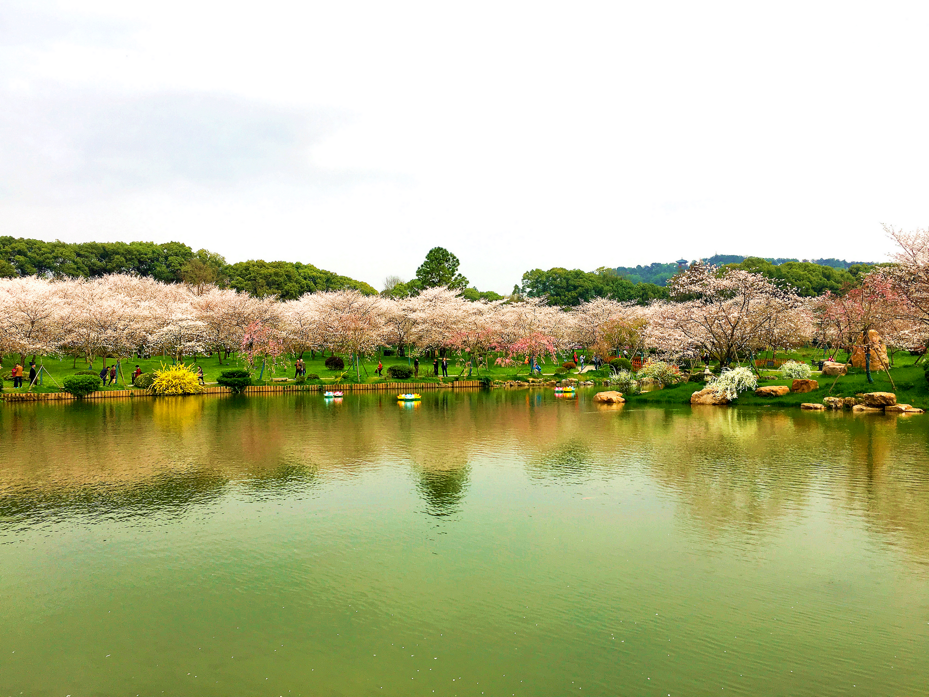 樱花怒放花如海明媚春景入梦来武汉东湖樱花园扫描