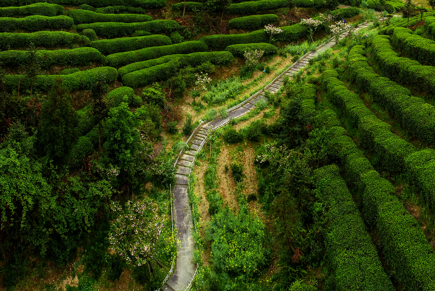 雾锁苍南五凤茶园 云雾缭绕似仙境