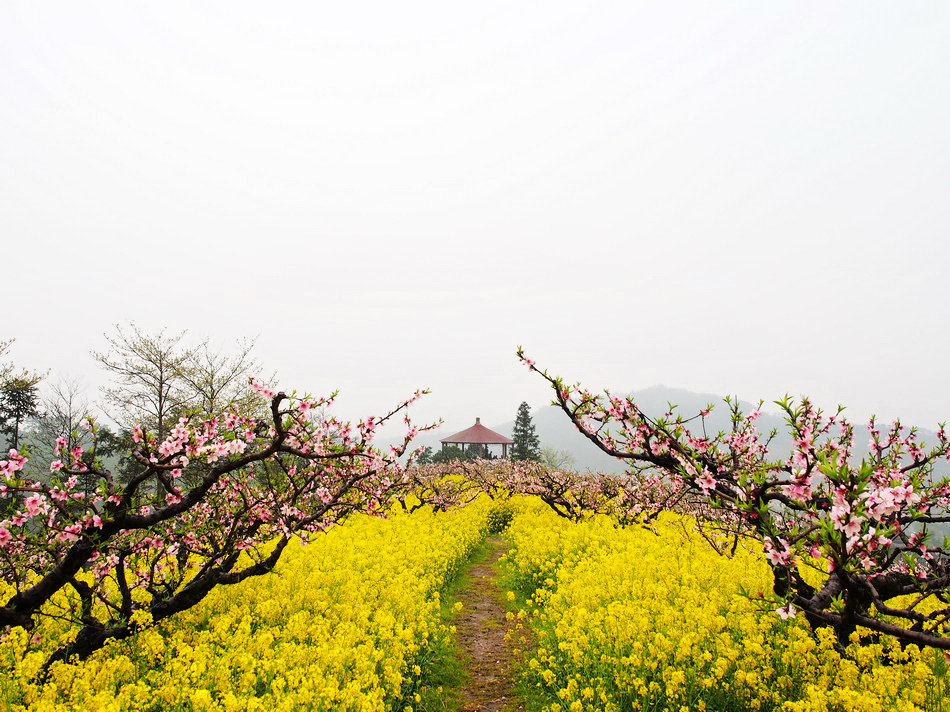 春染城山沟,人面桃花映山红_长兴城山沟游记_途牛