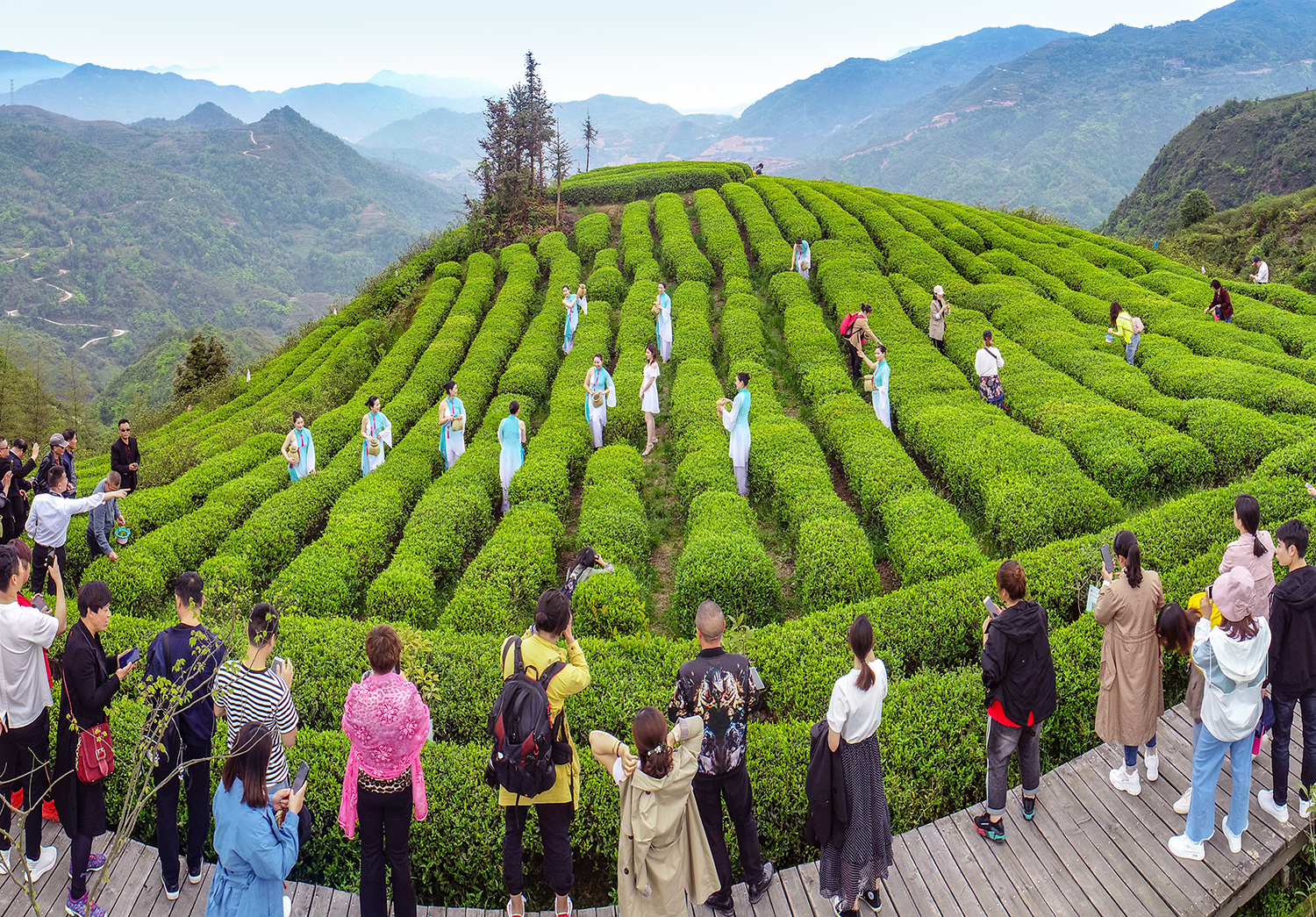 雾锁苍南五凤茶园云雾缭绕似仙境