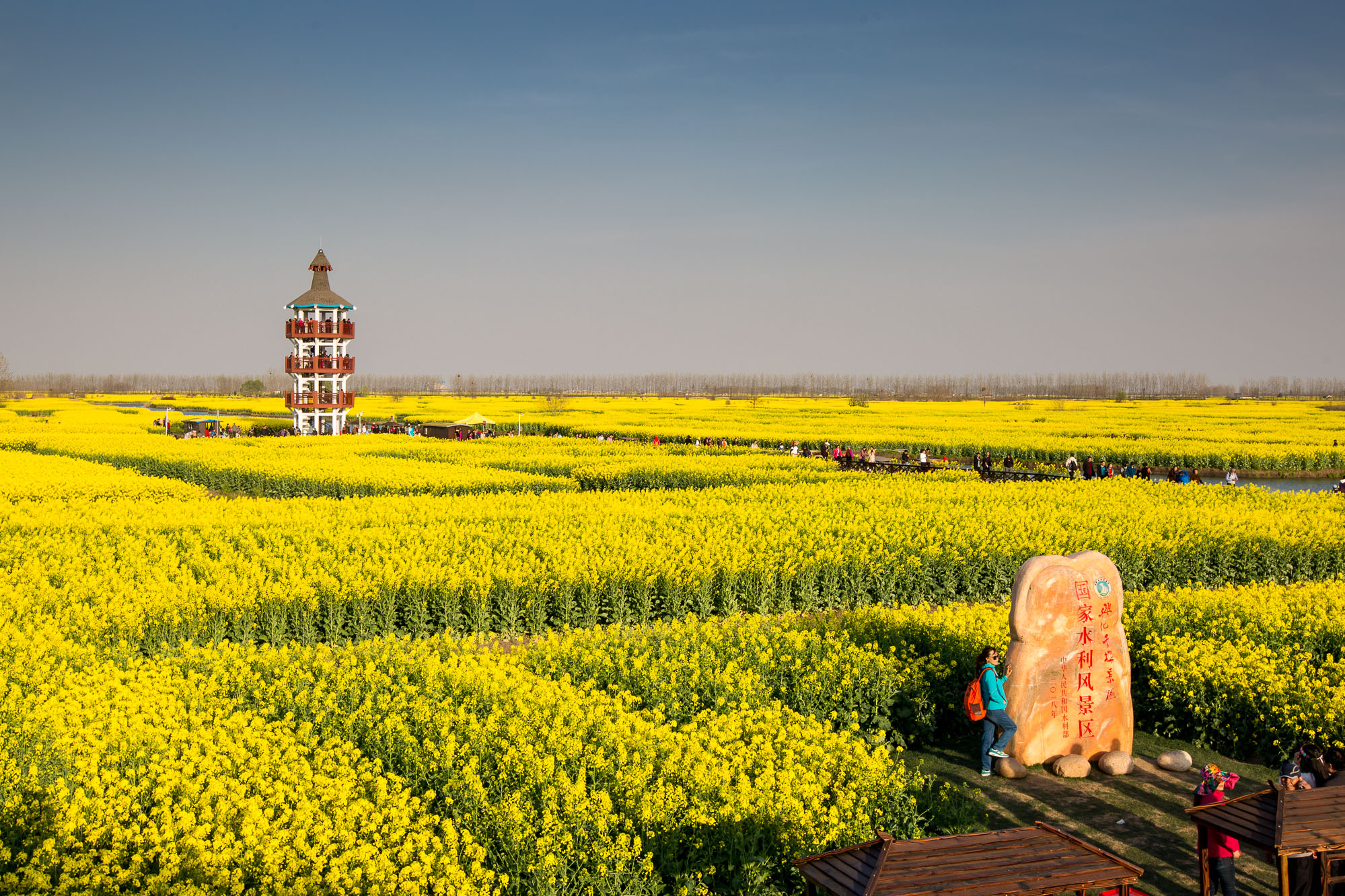 兴化千垛菜花风景区        