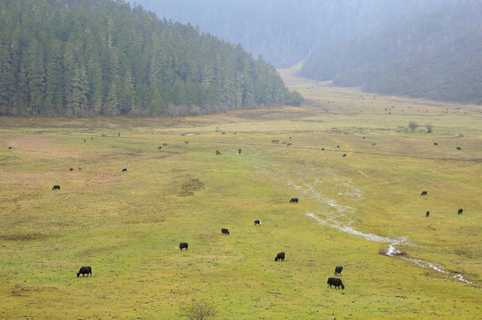 yak meadow,walking shoes 从 观景台 望去很是壮观,这里的草甸最多