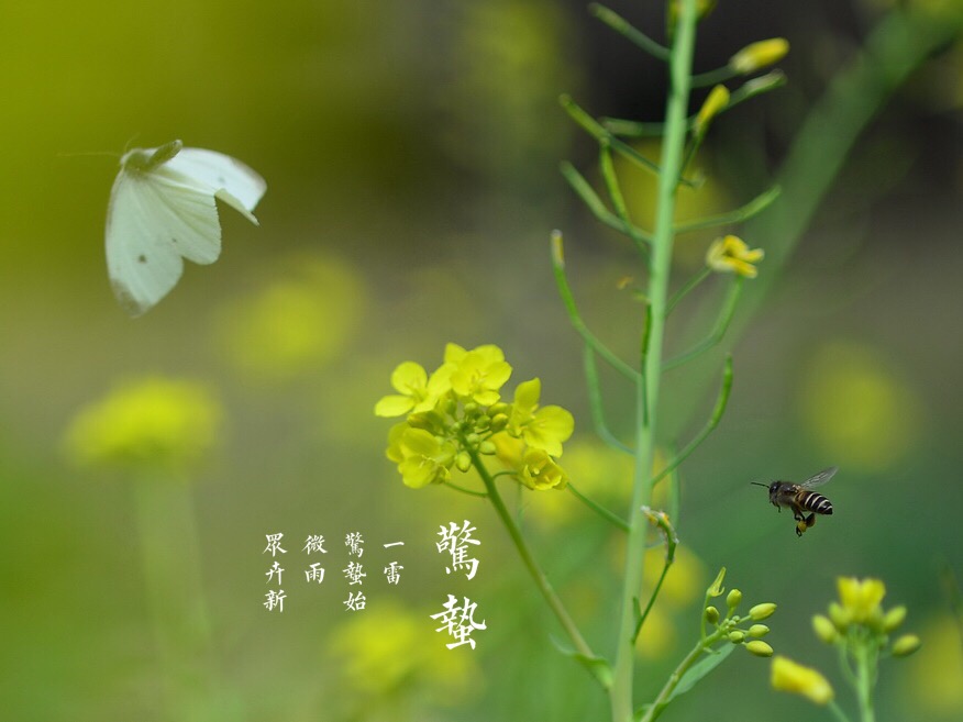 惊蛰节气,草长莺飞万物复苏