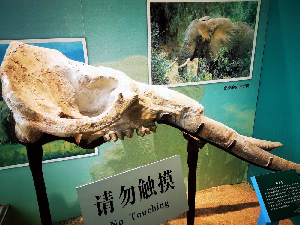 这座黄河古象的头骨和下颌保存很完整,就连舌骨也在