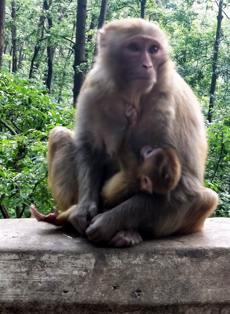 正值春末,很多母猴子都带着小猴子.