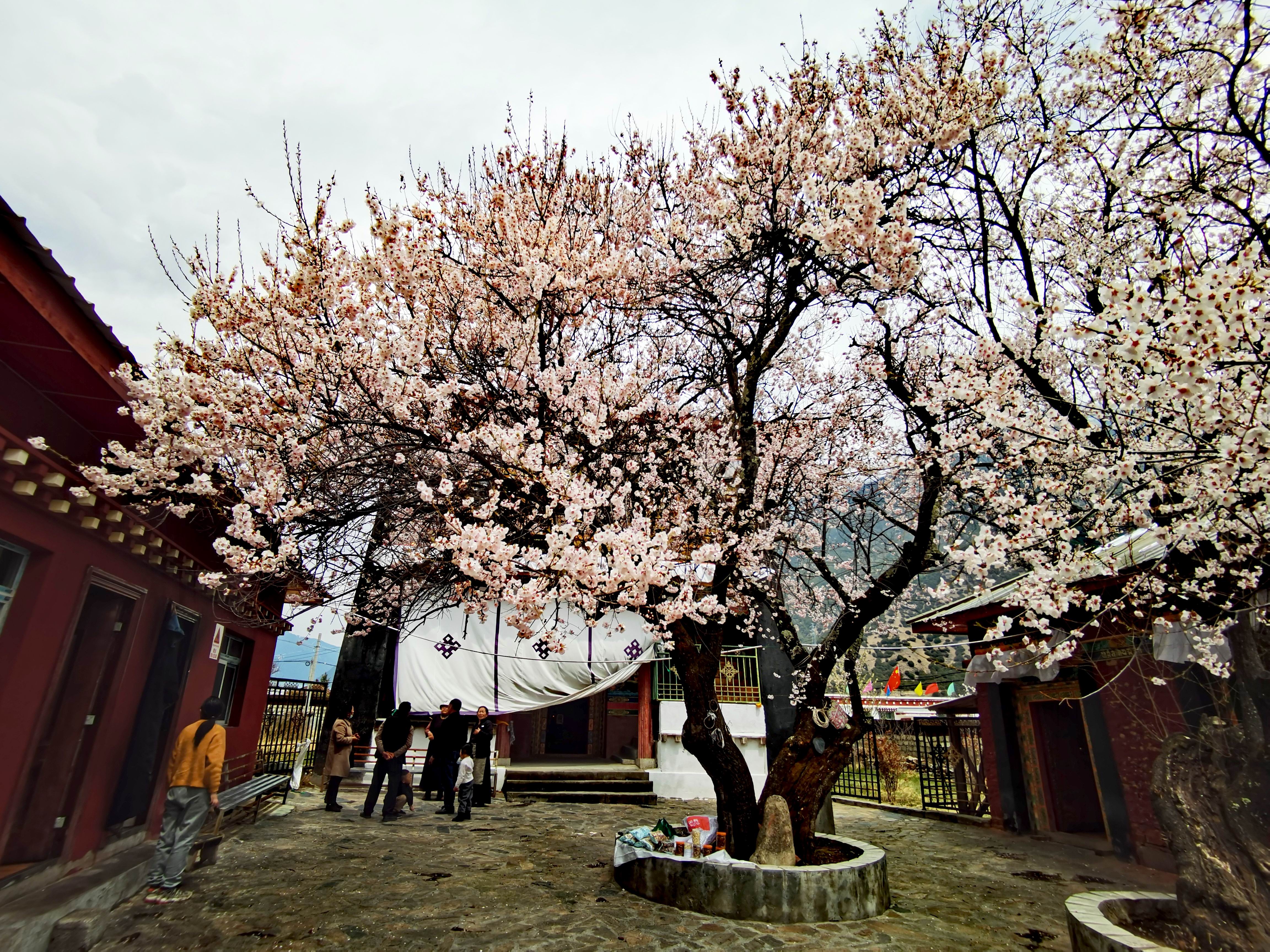 【首发】去林芝看桃花