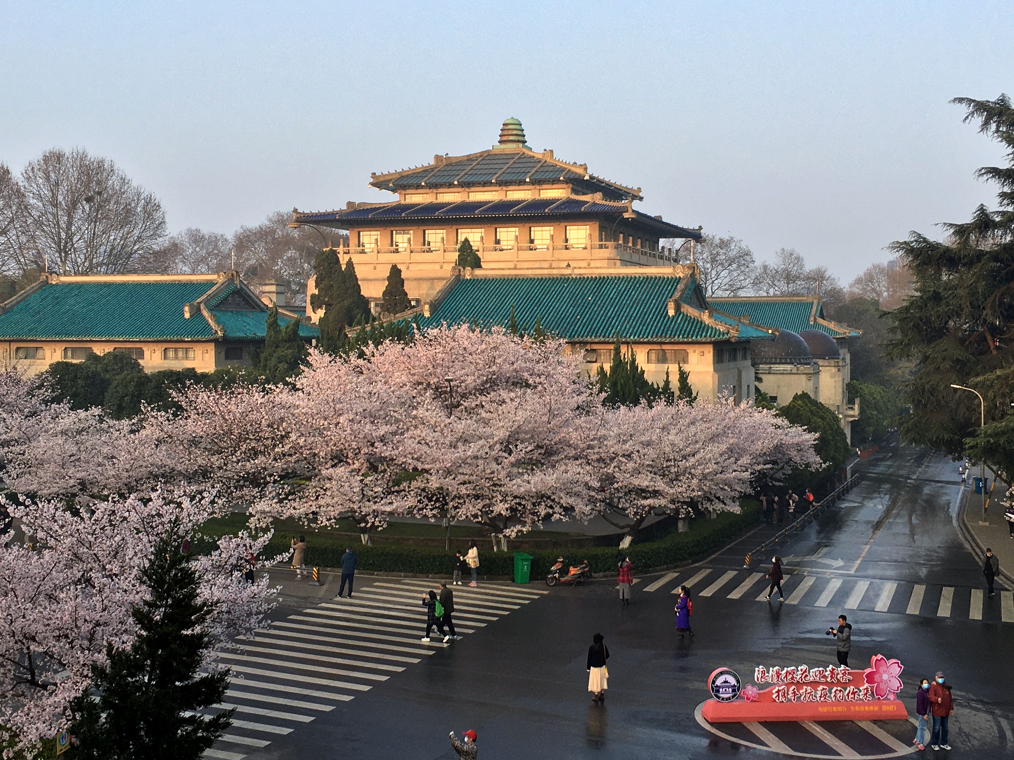 邂逅名校樱花阅尽美丽校园武汉大学樱花季