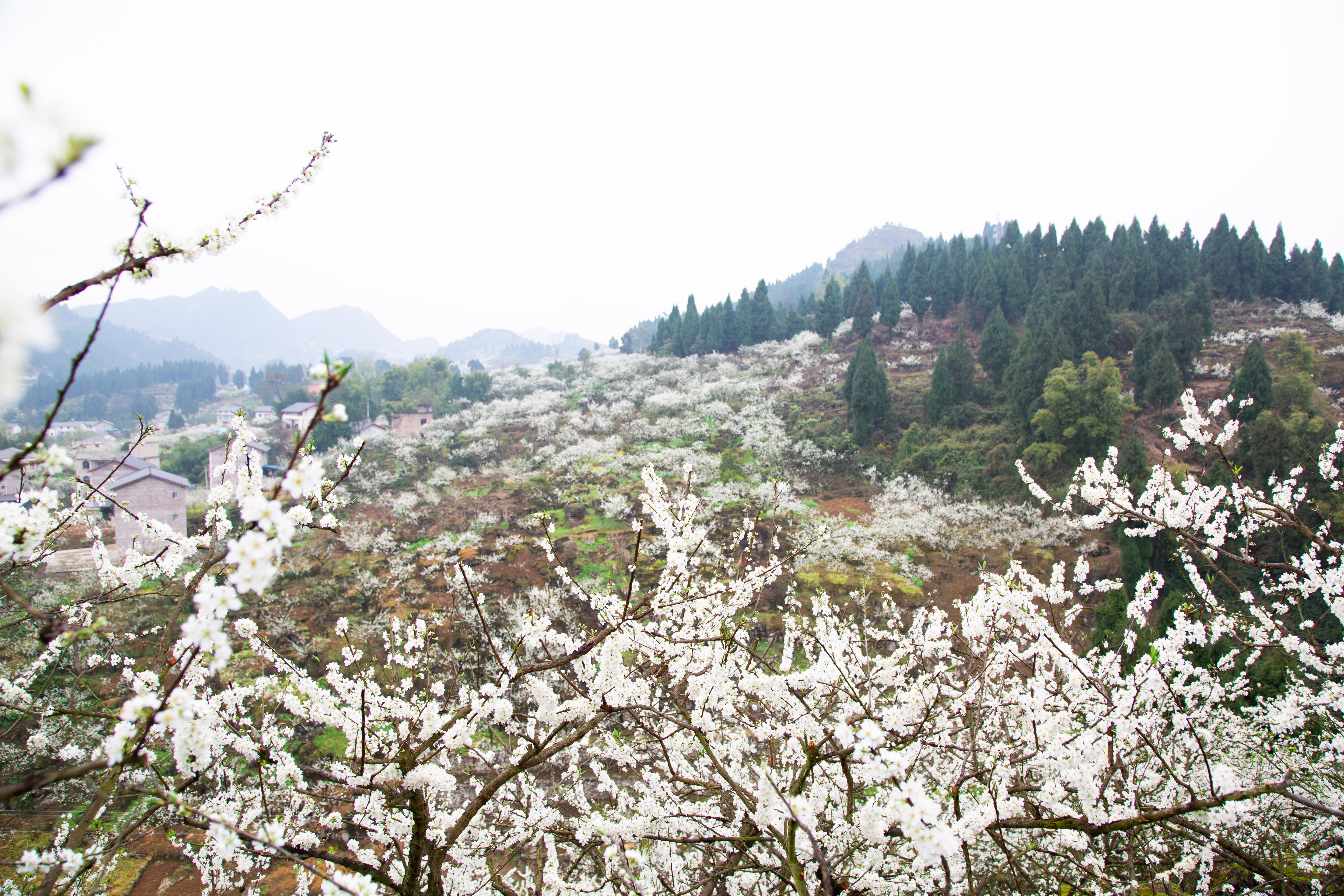 统景印盒李花生态旅游区动态_途牛