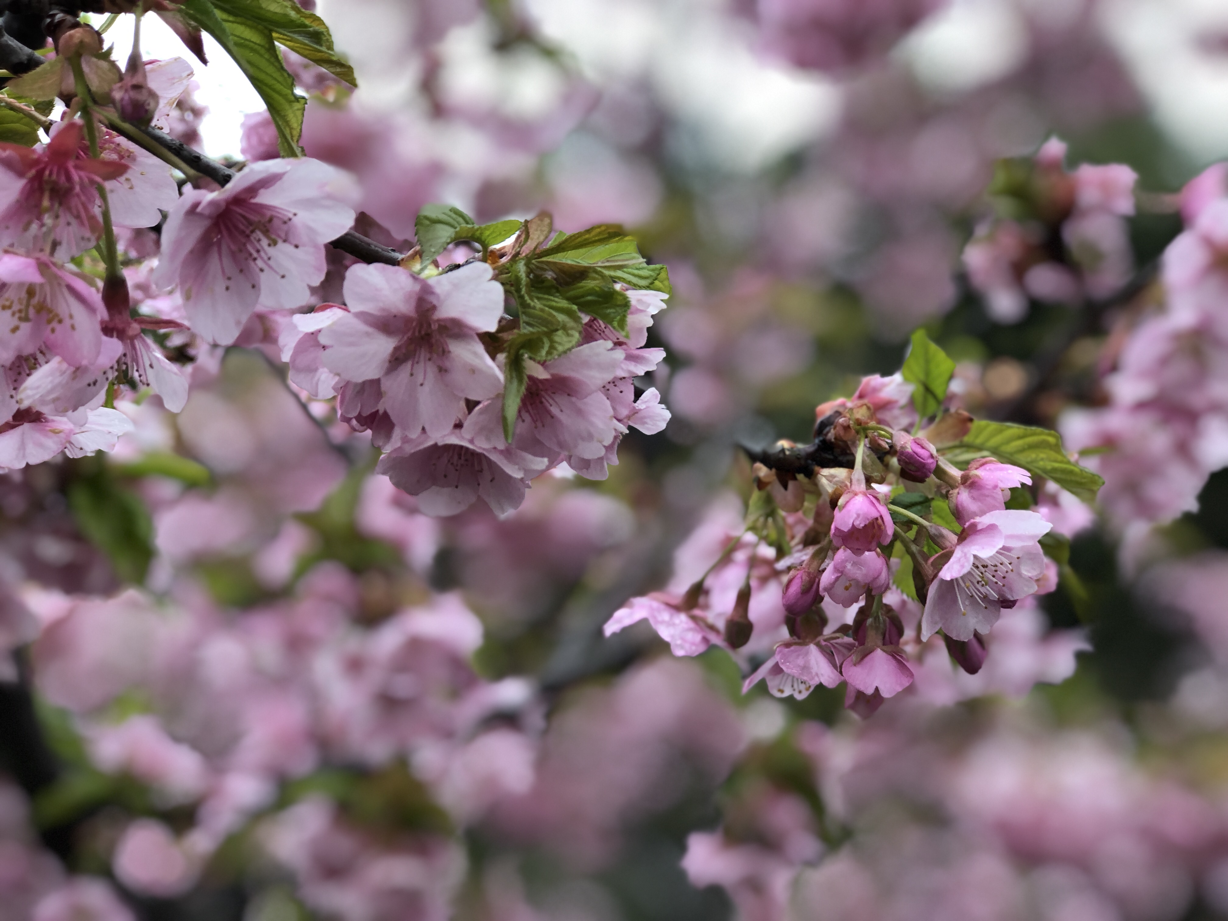 上海顾村公园樱花美