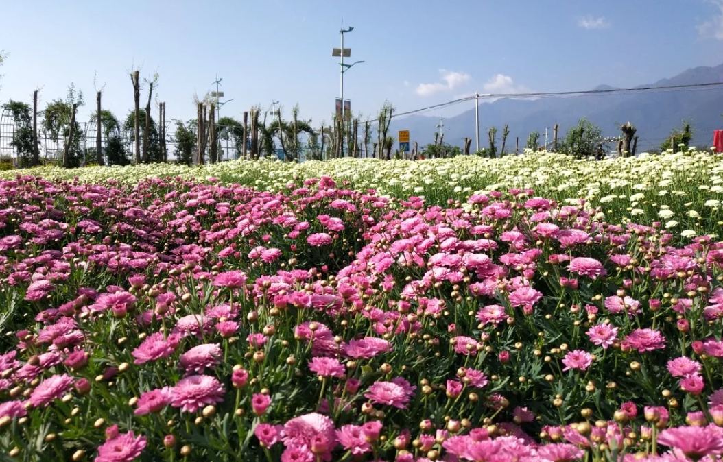 一个一年四季都会有花开的地方你知道么?
