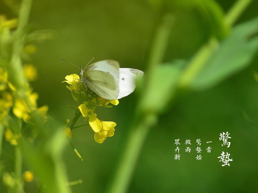 惊蛰节气,草长莺飞万物复苏