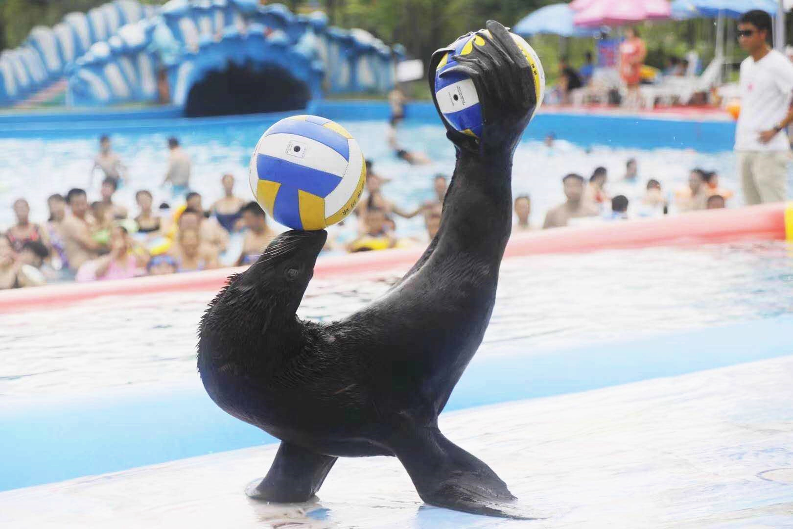 海狮等,每天为游客提供数场水中芭蕾,水中腾空翻,倒立顶球等独特表演