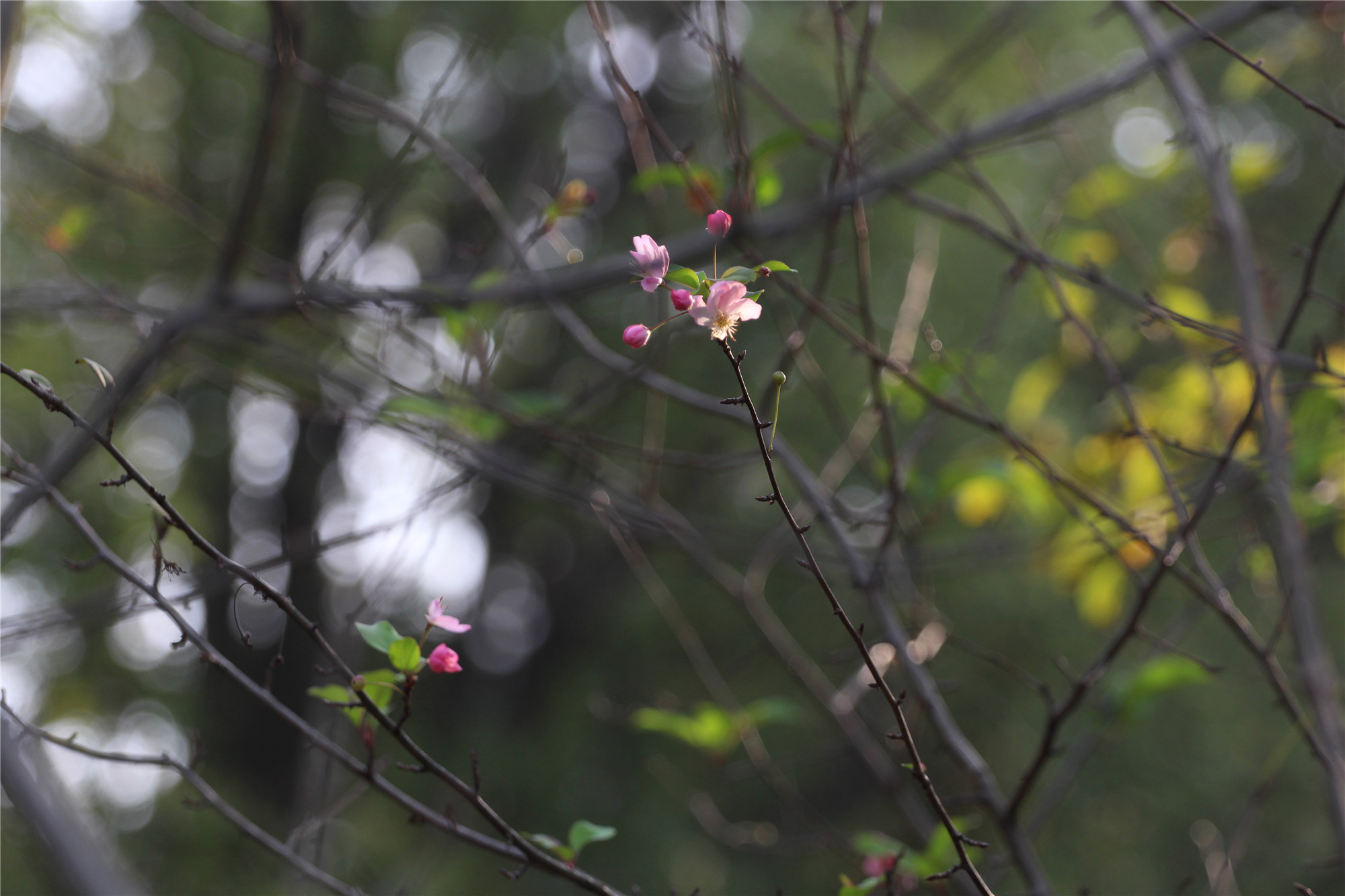 "解落三秋叶 能开二月花"记淹城遗址深秋