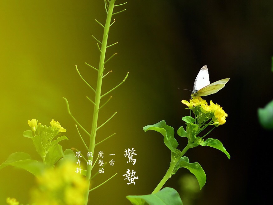 惊蛰节气,草长莺飞万物复苏