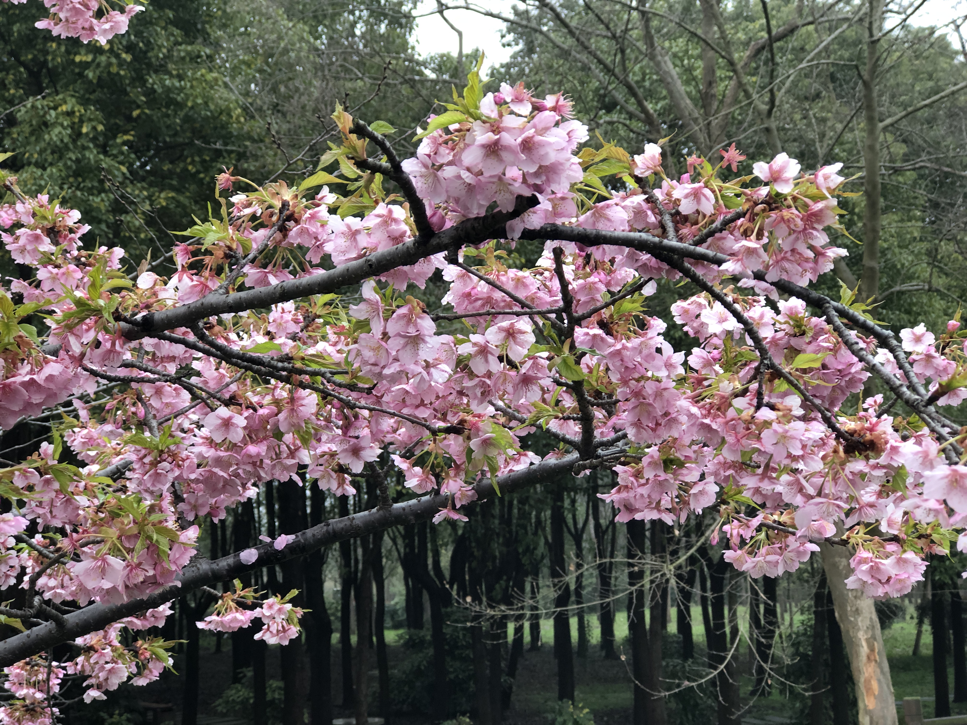 上海顾村公园樱花美