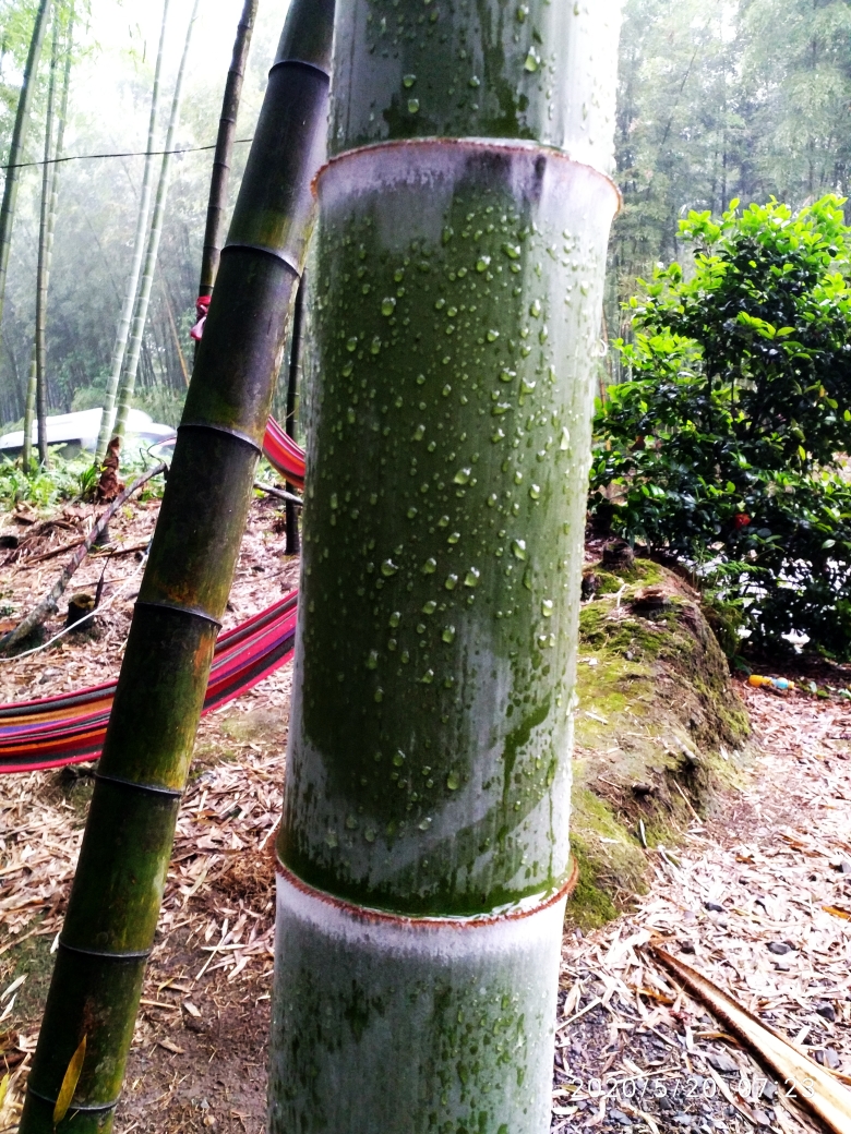 雨后竹子点点泪,湿润心脾人舒畅.天宝寨的游客,快乐的又一家.