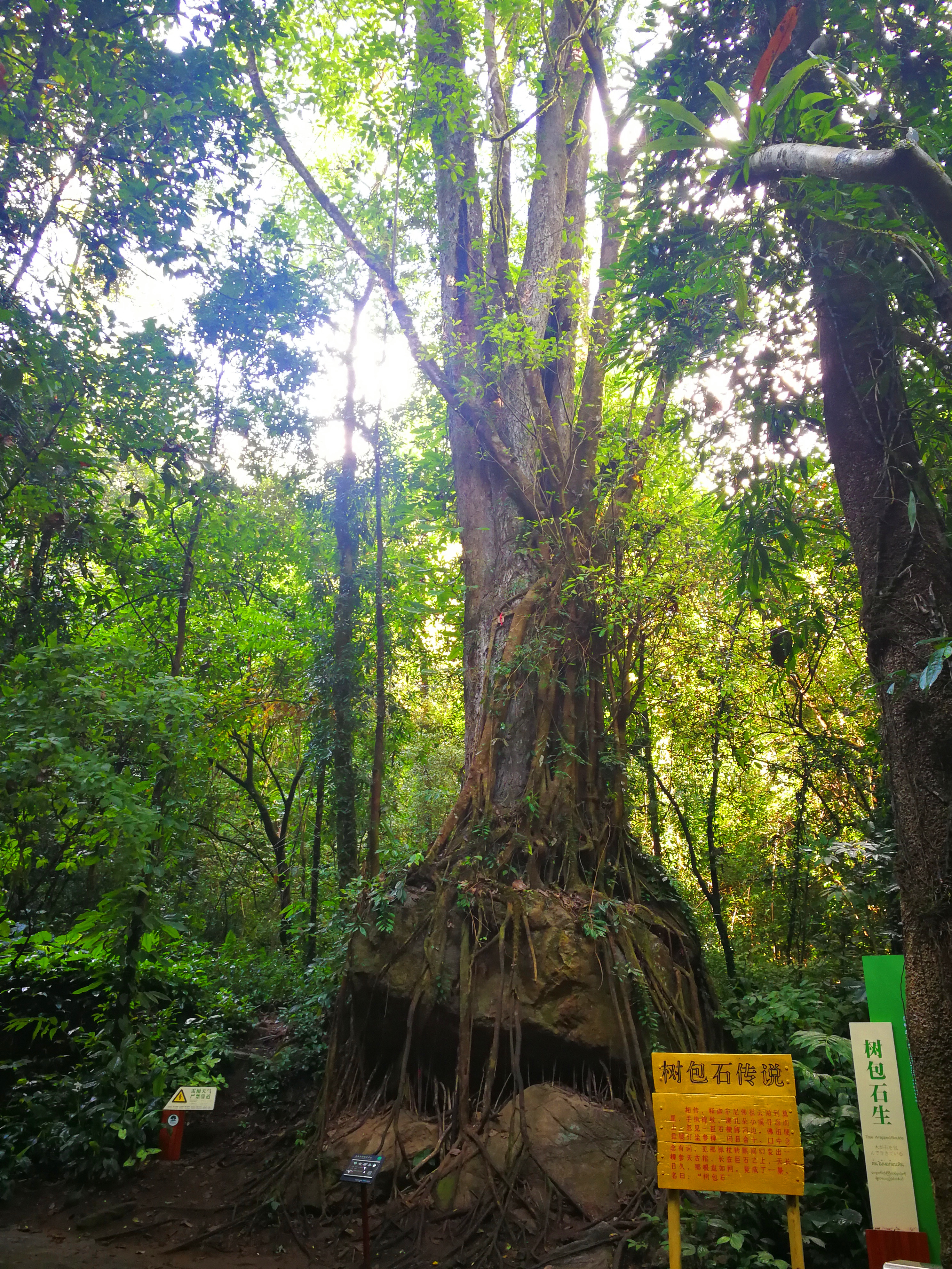 瑞丽市莫里热带雨林景区    