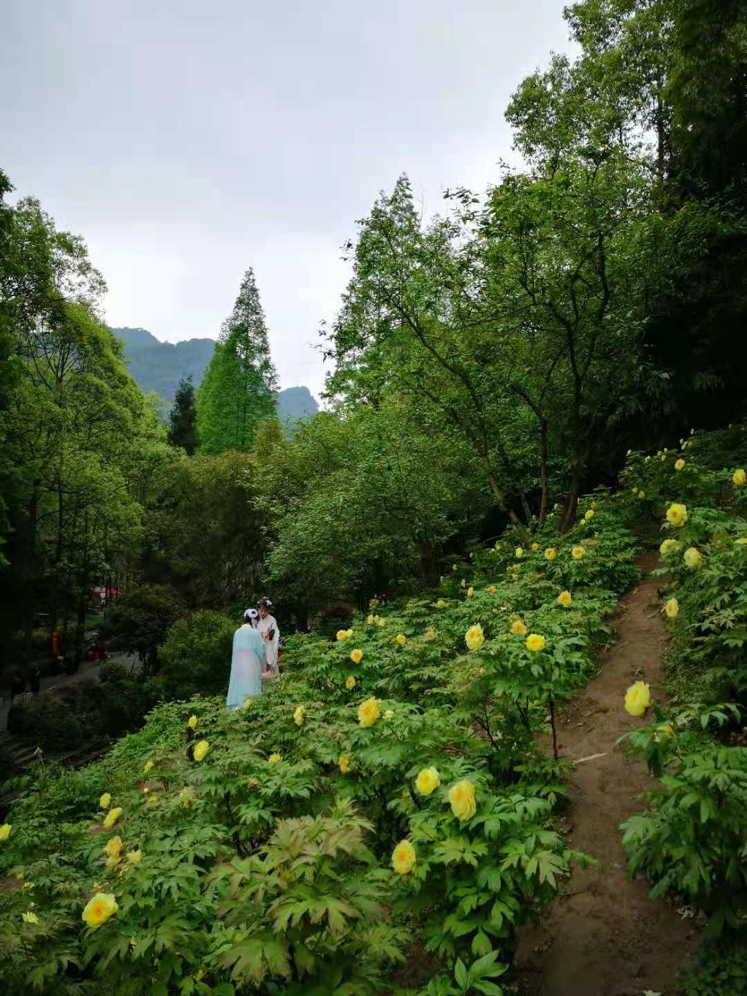 丹景山观牡丹_成都游记_途牛