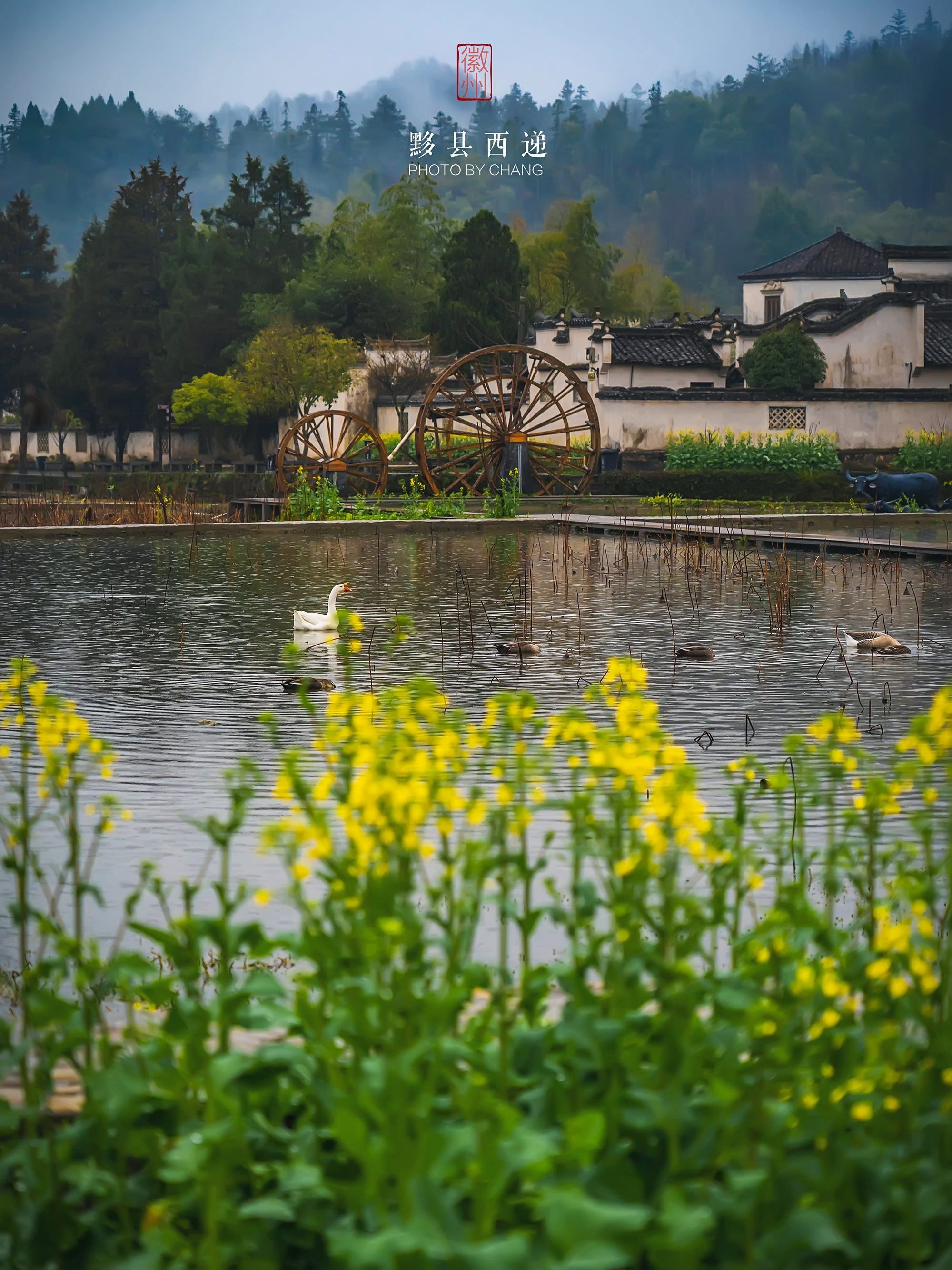 粉墙黛瓦马头墙,田野小路山坡上,赴一场黟县油菜花之约