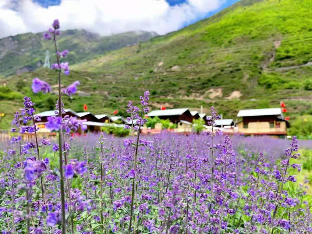 薰衣草基地