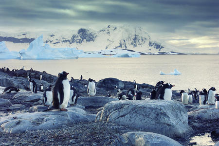 [春节]<庞洛邮轮星辉号南极半岛巡游+阿根廷17日>1月30日出发，阿根廷、南极半岛
