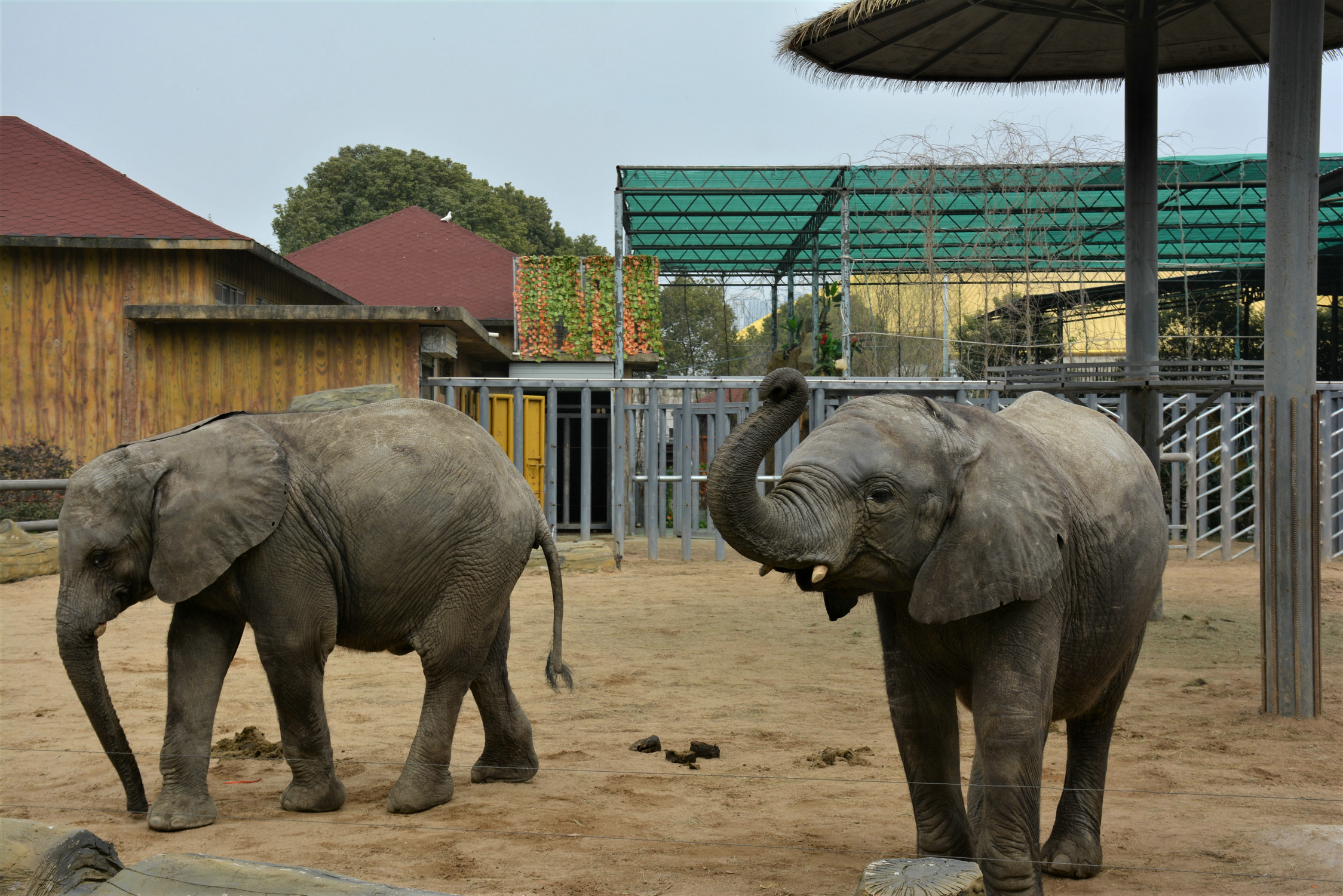   常州淹城野生动物园