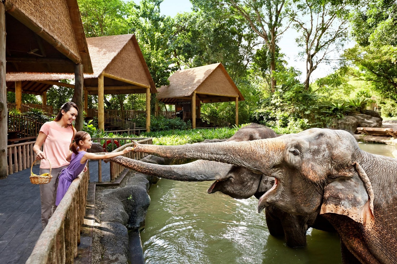 新加坡动物园(singapore zoo)是亚洲排名第一的开放式热带雨林野生