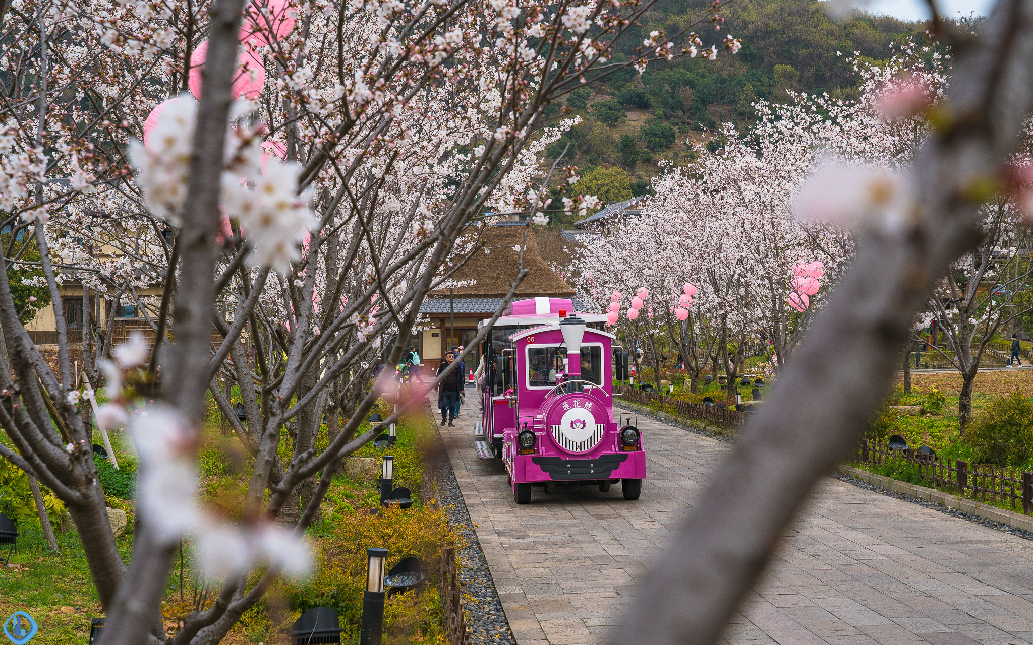 無錫靈山小鎮拈花灣坐著小火車賞櫻花