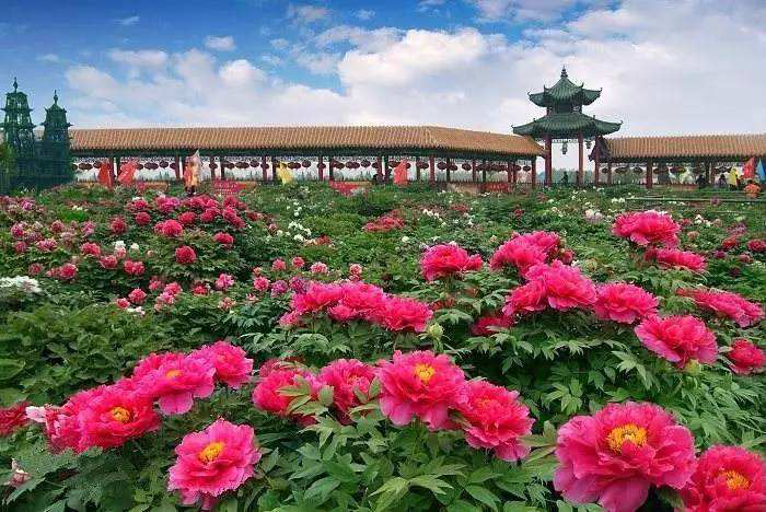 菏泽牡丹属中原牡丹种群,花色丰富多彩,花型千变万化.