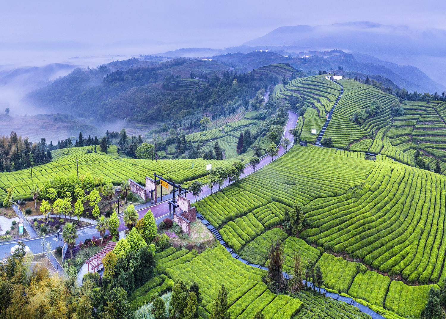 雾锁苍南五凤茶园云雾缭绕似仙境