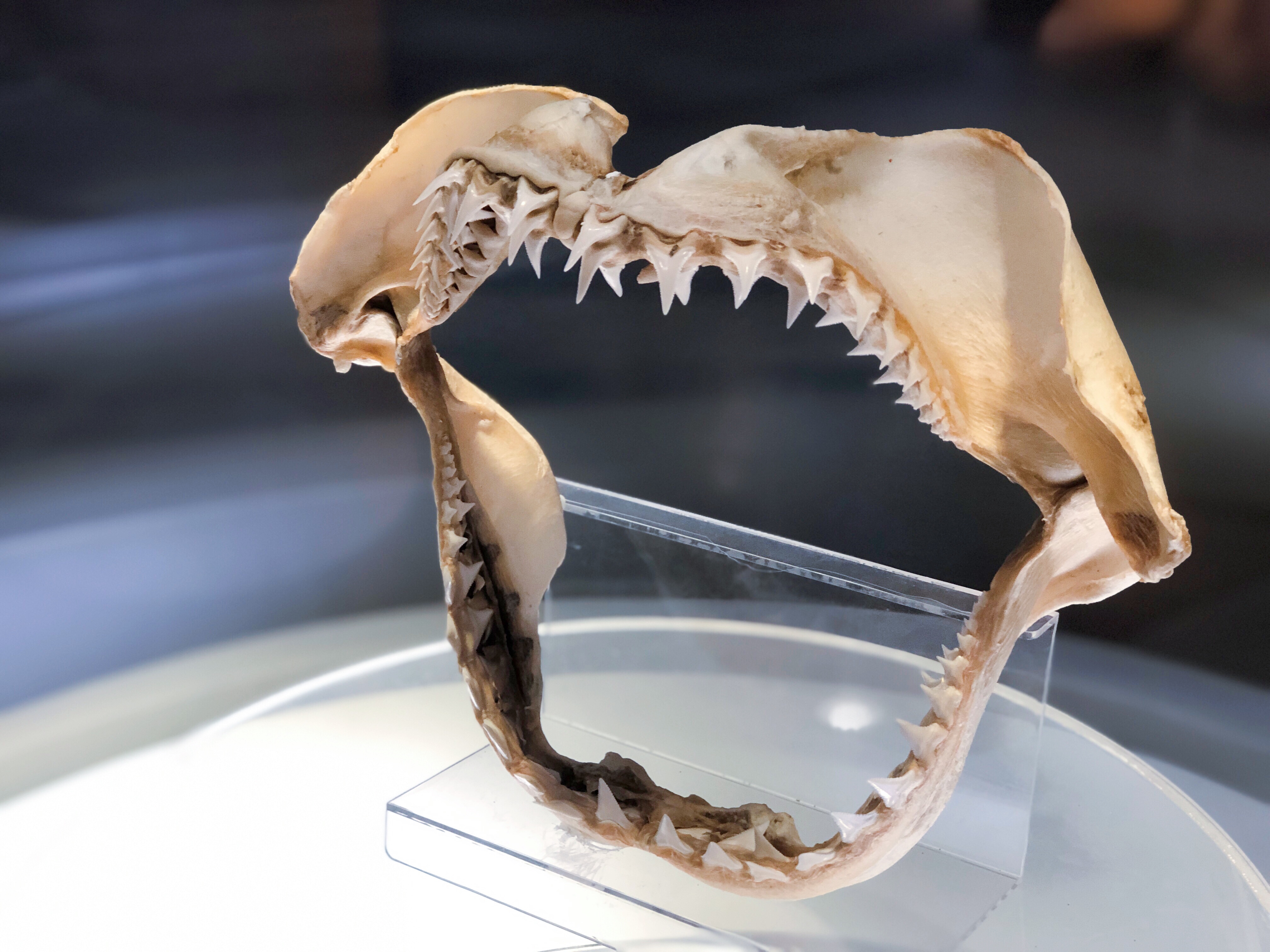 火山鲸鲨馆内的海洋动物种类繁多,小型海洋动物可以看到虾,螃蟹,海马