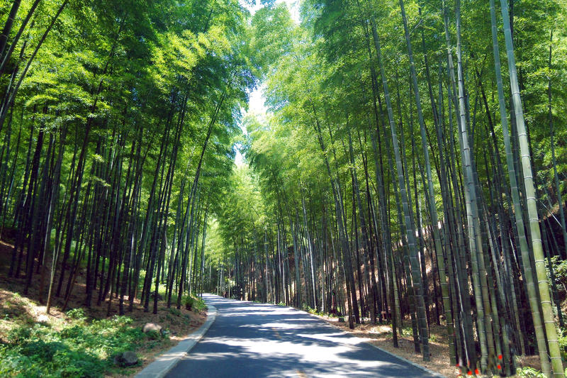 宜兴宜兴竹海,宜兴陶祖圣境风景区,宜兴宜园_文秘苑图库