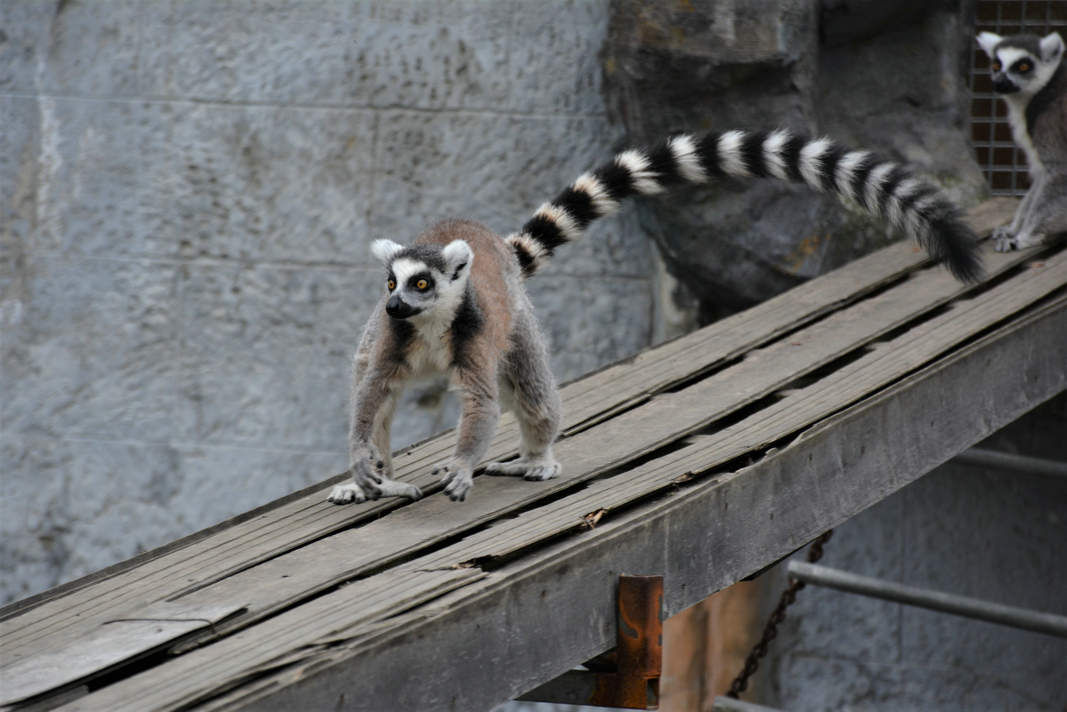 【首發】大象老虎長頸鹿,孩子們的歡樂世界(淹城動物園2日遊)