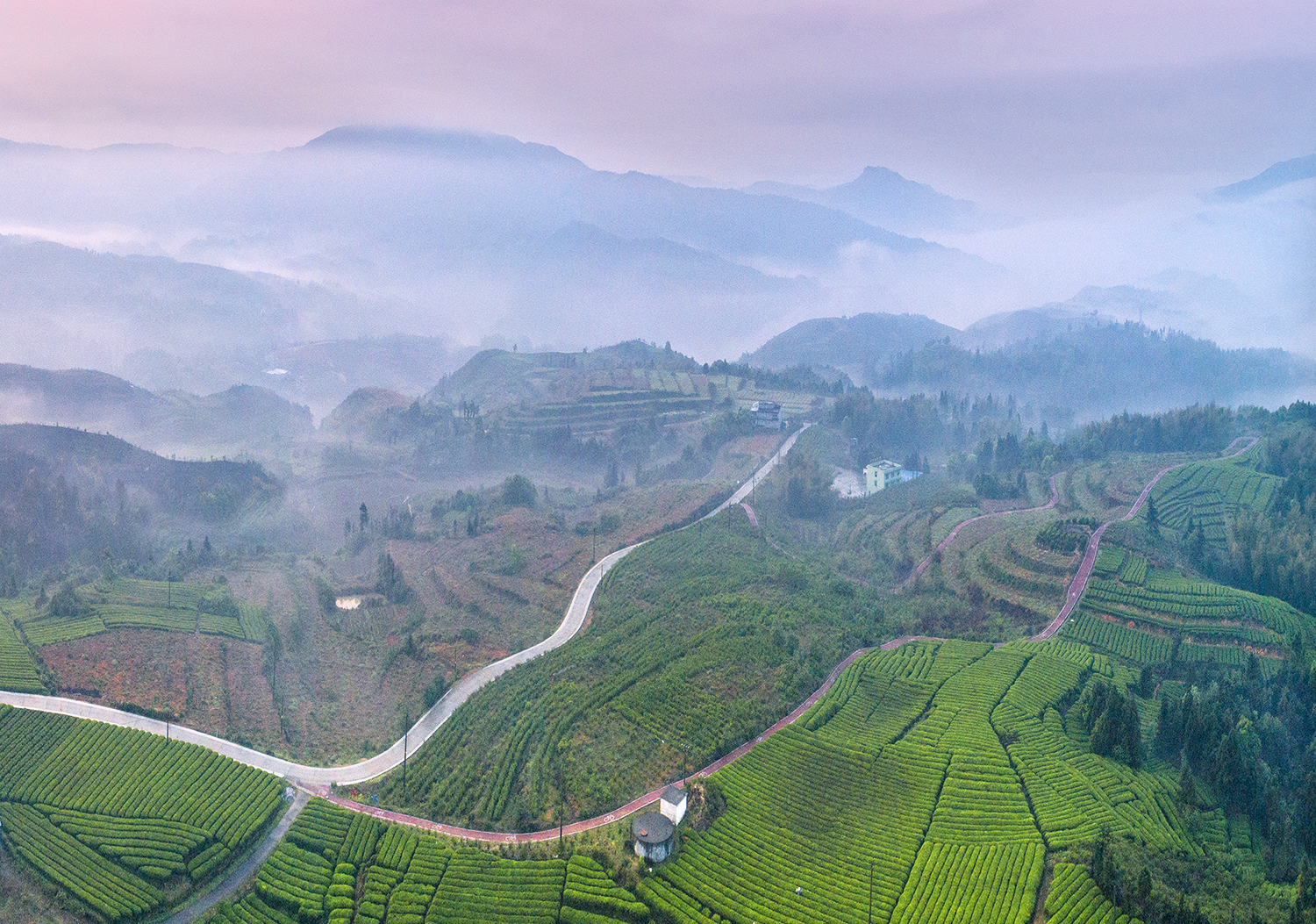 雾锁苍南五凤茶园云雾缭绕似仙境