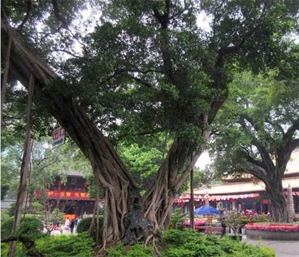 广州光孝寺游历体会,推荐你们一游,感觉不错!