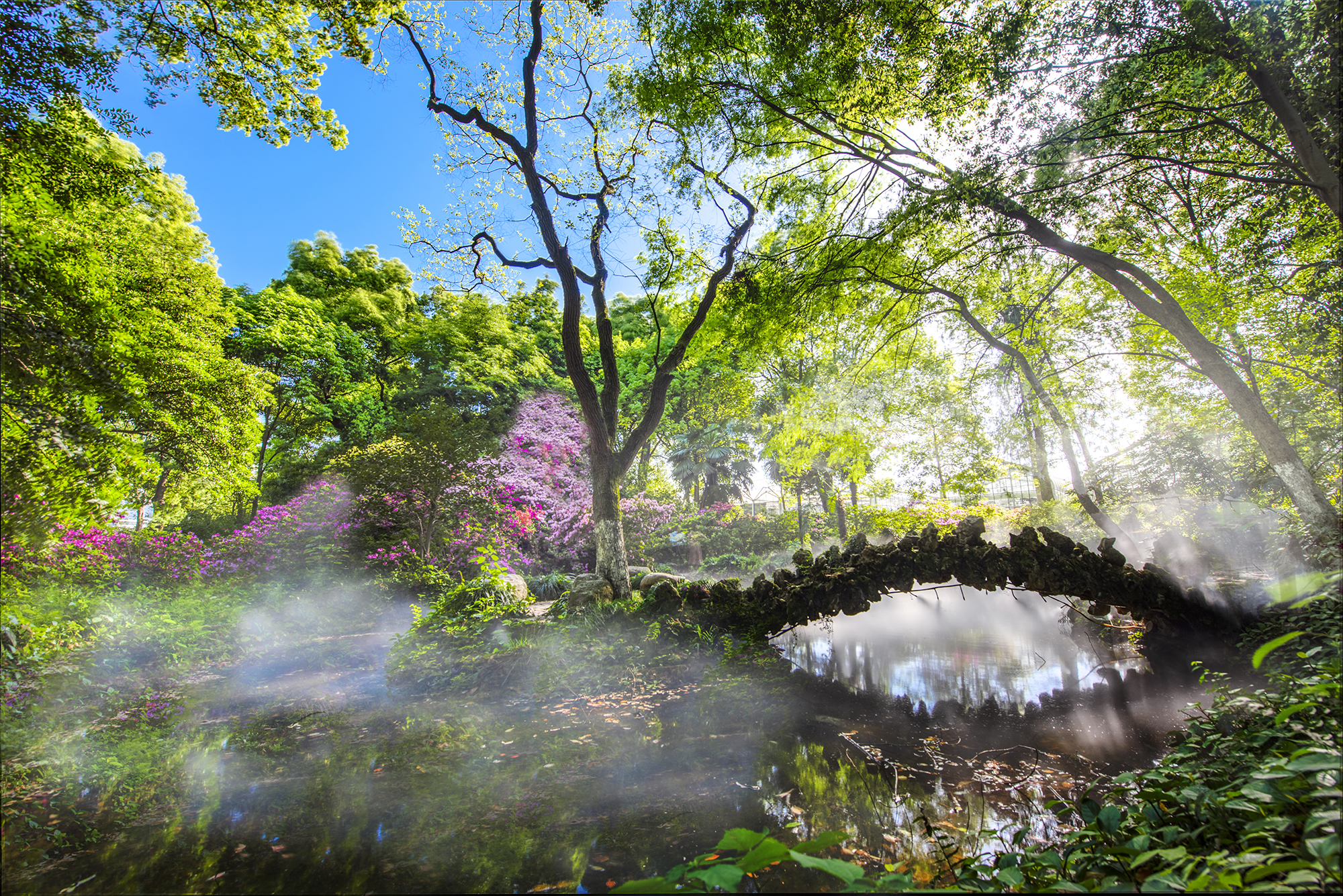 百花争艳,姹紫嫣红……武汉植物园的春天美爆了!
