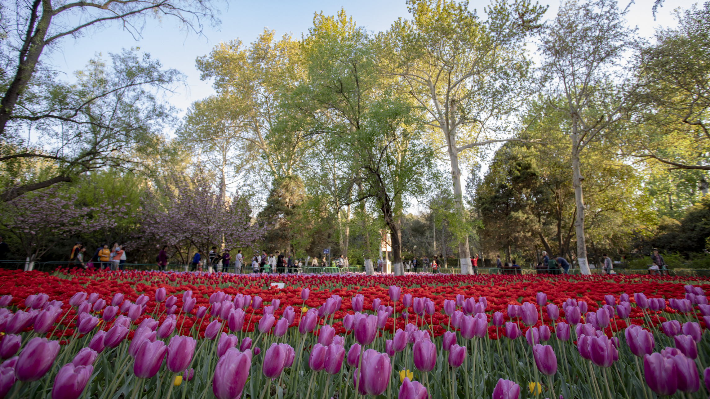 美哭了西安兴庆公园的二十多万余株郁金香已经盛开赶紧来看吧