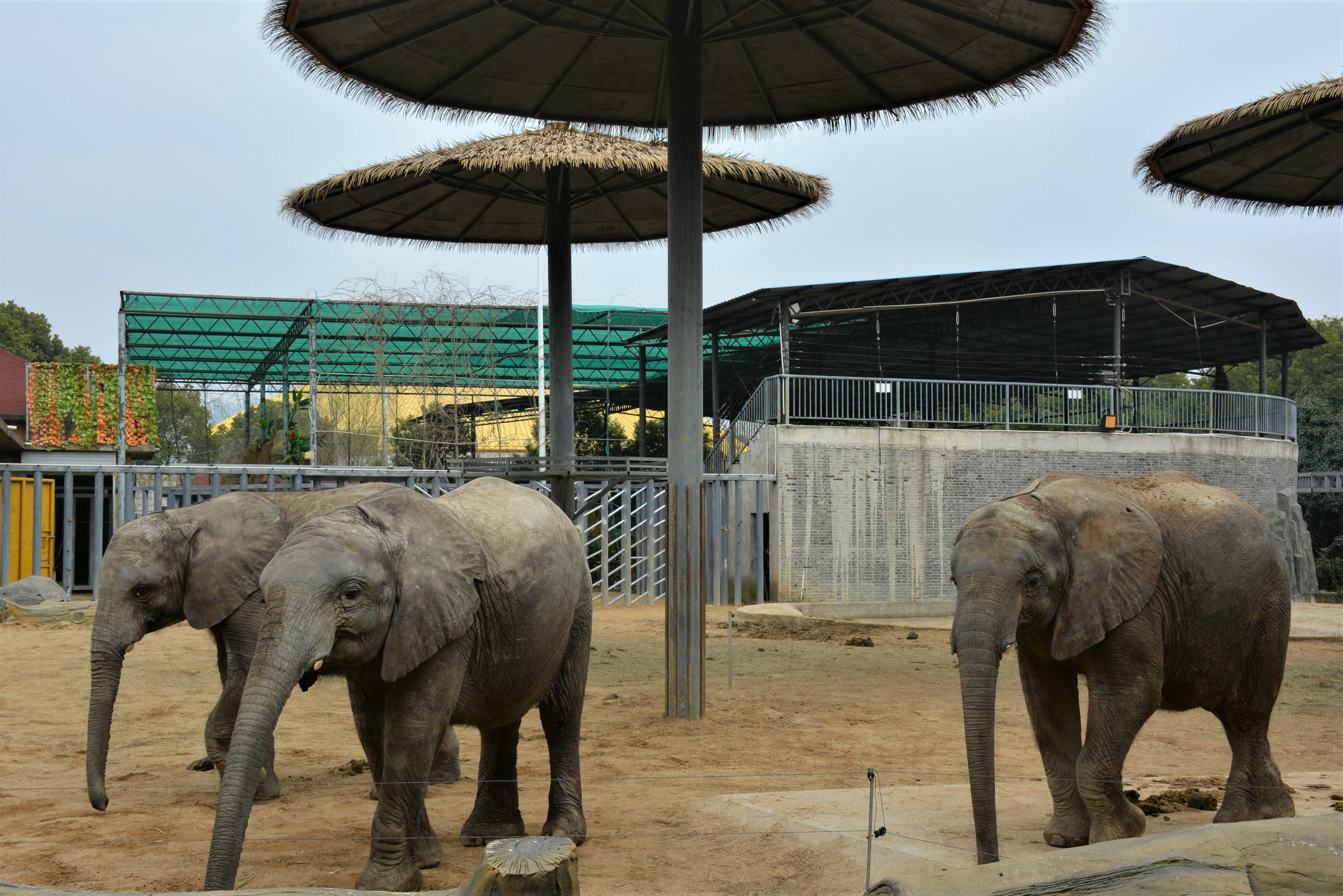 【首发】大象老虎长颈鹿,孩子们的欢乐世界(淹城动物园2日游)