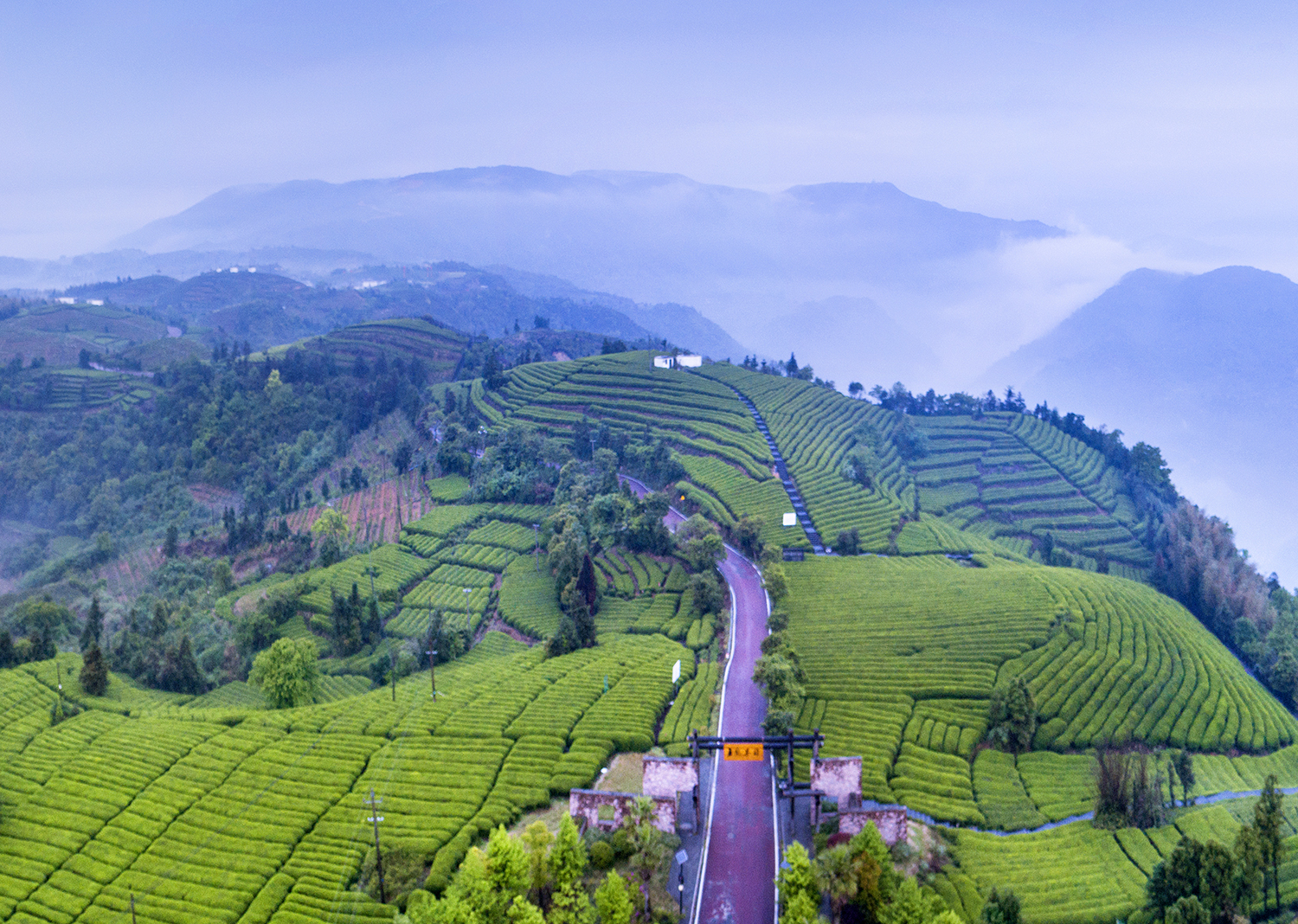 雾锁苍南五凤茶园云雾缭绕似仙境