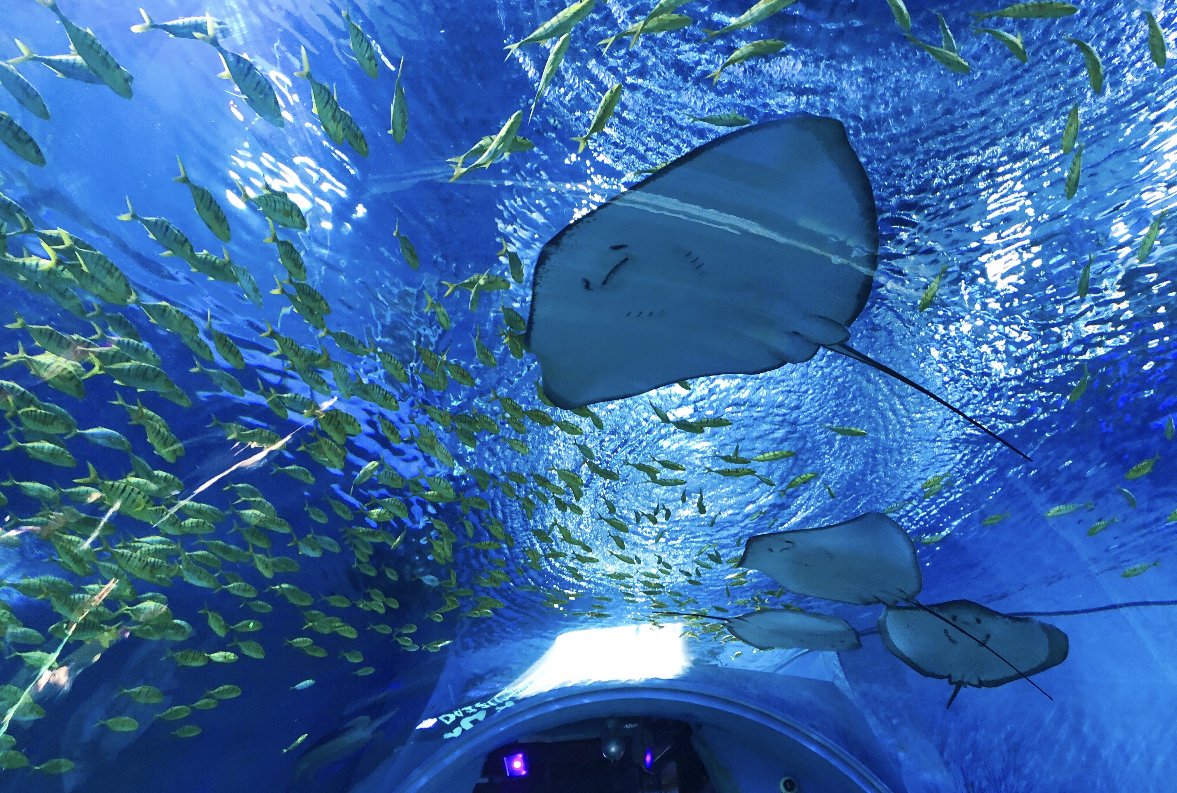 海底世界观光隧道是这个场馆内最具人气的区域,观光隧道上空可以看到