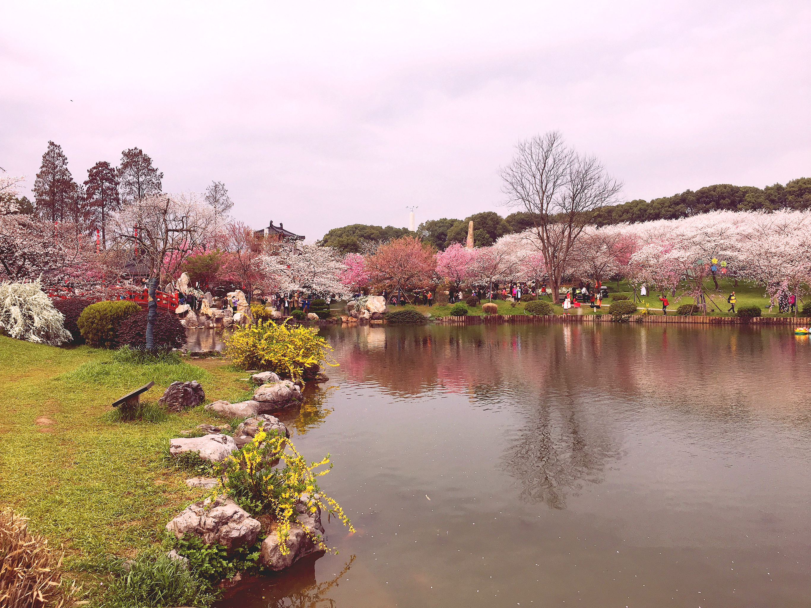 美國華盛頓櫻花園,並稱為世界三大賞櫻勝地,是國家5a級東湖風景區的