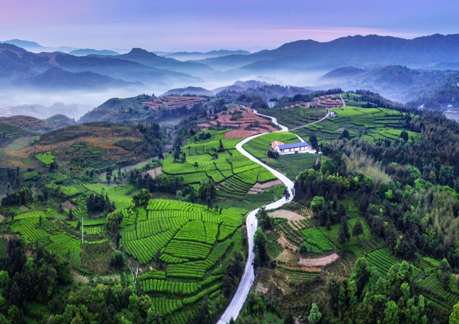 雾锁苍南五凤茶园云雾缭绕似仙境