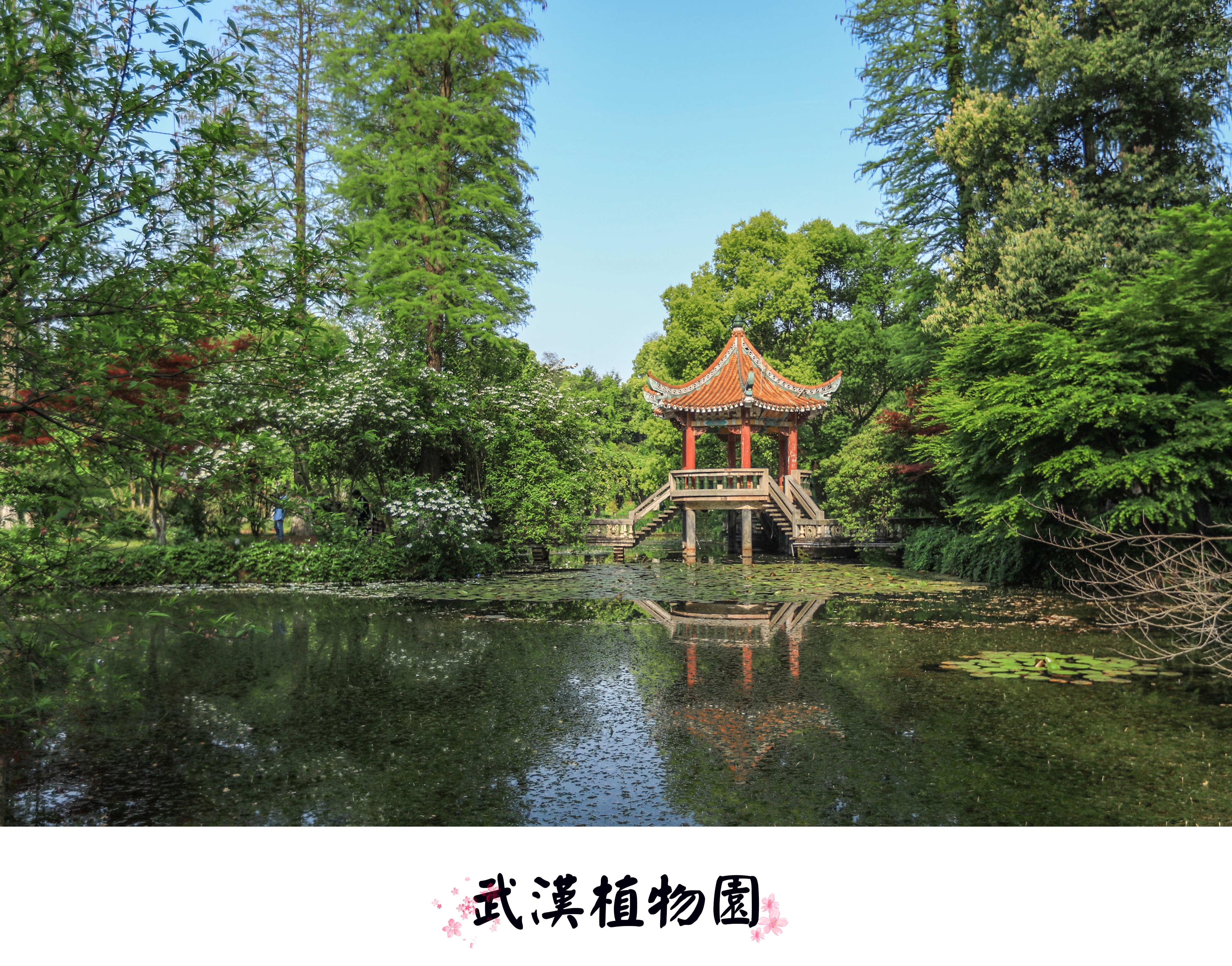 来武汉植物园,赴一场春天花花同学会