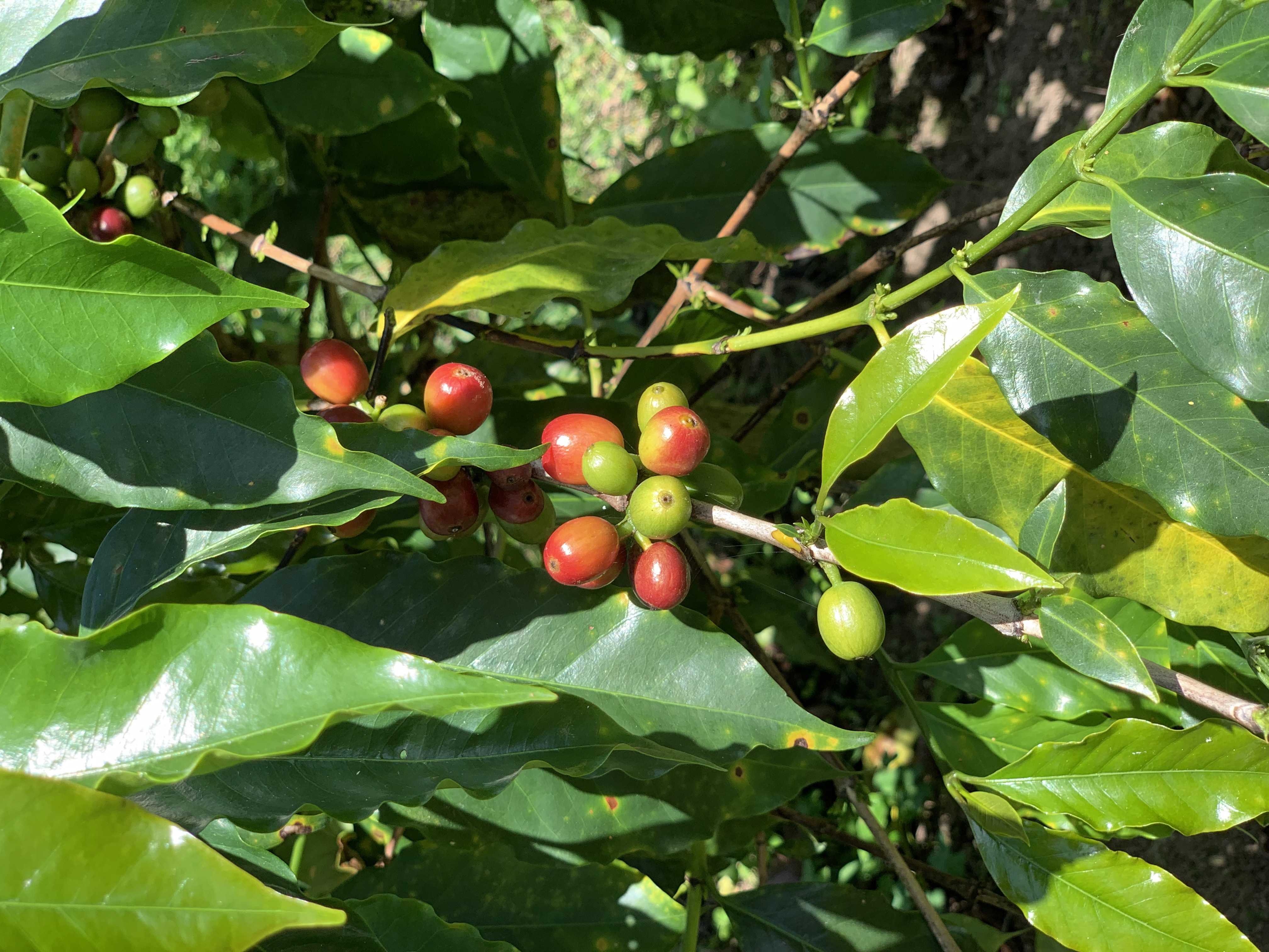 牙买加                      咖啡树